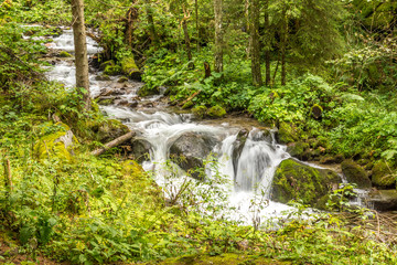 Ein Wildbach umgeben von üppiger Natur