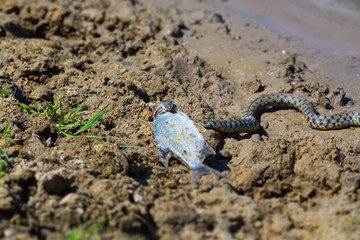 Snake eating a fish in the Volga Delta, Astrakhan, Russia