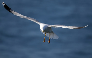 Seagull flying