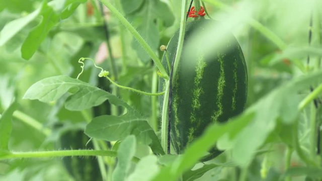 High technologies in ecology and agriculture.Hanging watermelons in the greenhouse. Close-up