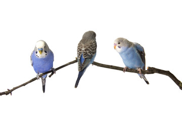 young budgies blue and white are at roost on a white background,