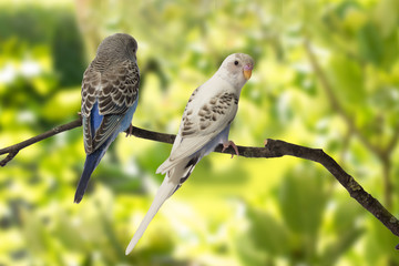 young budgies blue and white are at roost on a green background.