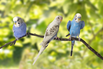 young budgies blue and white are at roost on a green background.