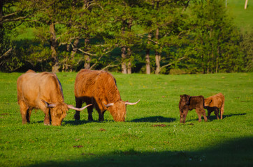 Fototapeta premium Scotland highland hairy red cows with calfs grazing at the green summer meadow, agricultural livestock organic food concept