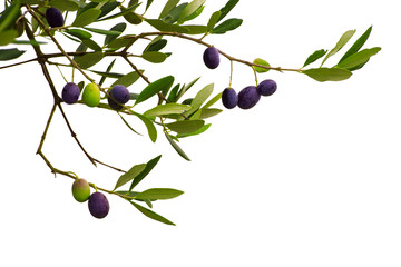 Branch of olive tree with fruits and leaves isolated on white background. Can be used as a design...