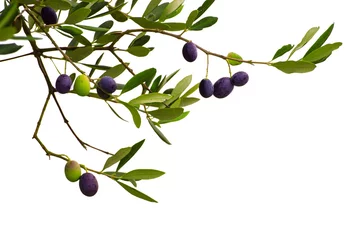 Fototapeten Zweig des Olivenbaums mit Früchten und Blättern isoliert auf weißem Hintergrund. Kann als Gestaltungselement für Postkarten und Pakete verwendet werden © Roxana