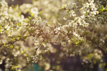 Blossoming of cherry flowers in spring time, natural seasonal vintage hipster background