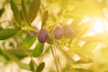 Branch of olive tree with fruits and leaves, natural agricultural sunny food background