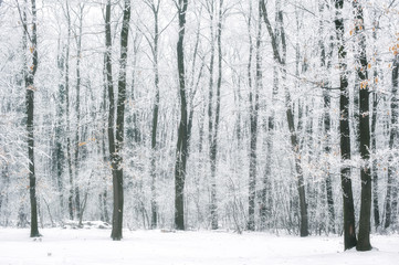 Magic foggy and frozen winter forest scene. Misty landscape back