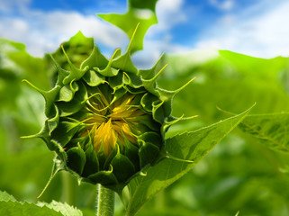 Fototapeta premium Close-up of the green bud of a sunflower