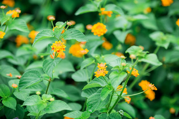 Orange flowers and leaves