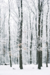 Magic foggy and frozen winter forest scene. Misty landscape back