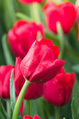 Naklejka premium Tulip. Beautiful bouquet of tulips. colorful tulips.