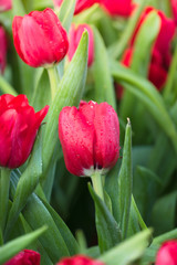 Tulip. Beautiful bouquet of tulips. colorful tulips.