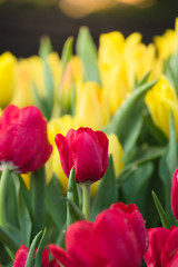 Tulip. Beautiful bouquet of tulips. colorful tulips.