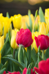 Tulip. Beautiful bouquet of tulips. colorful tulips.