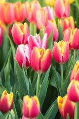 Tulip. Beautiful bouquet of tulips. colorful tulips.