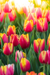 Fototapeta premium Tulip. Beautiful bouquet of tulips. colorful tulips.