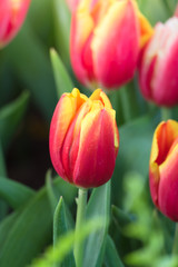 Tulip. Beautiful bouquet of tulips. colorful tulips.