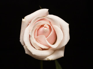 Macro of the petals of a fresh pink rose