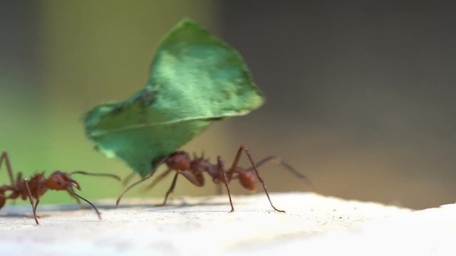 Macro footage of work ants carrying leaves and flowers