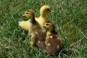 Ducklings of a musky duck