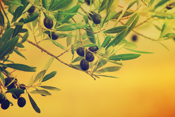 Branch of olive tree with fruits and leaves, natural agricultural vintage hipster food background