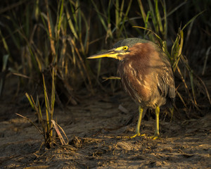 Green Heron