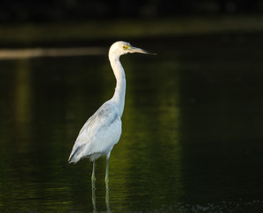 Juvenile Little Blue Heron