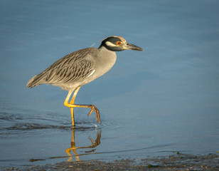 Yellow Crowned Night Heron