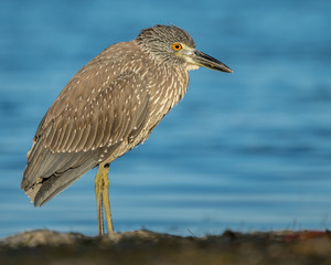 Juvenile Yellow Crowned Night Heron