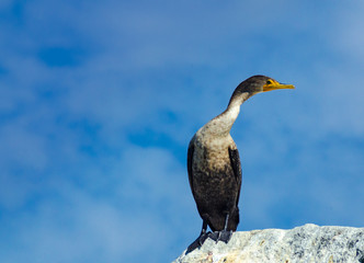Elegant portrait of a  Double Crested Cormorant against a blue sky