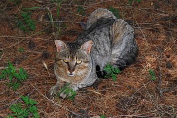 Gato montes salvaje