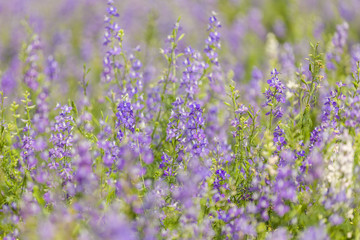 Flower in garden at Hanoi