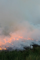 Flames burned grass.