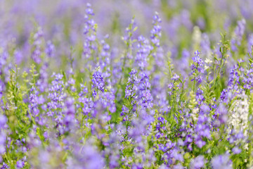 Flower in garden at Hanoi, Vietnam