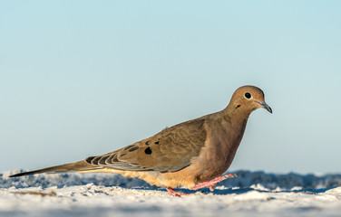 Beach Dove