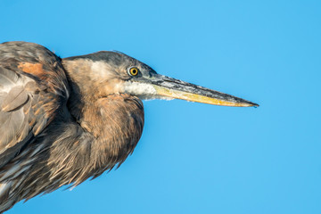 Great Blue Heron Portrait