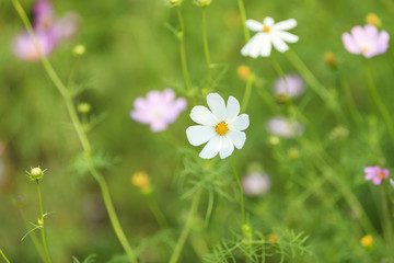 Flower in garden at Hanoi