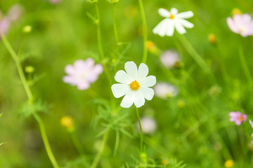 Flower in garden at Hanoi