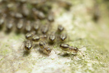 Many barkfiles, Psocoptera on wood