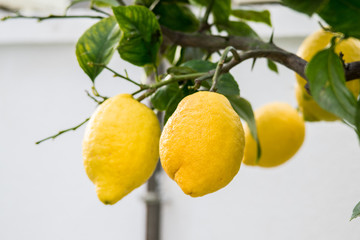 Yellow lemon on the tree, Spain