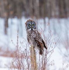 The great grey owl or great gray is a very large bird, documented as the world's largest species of...