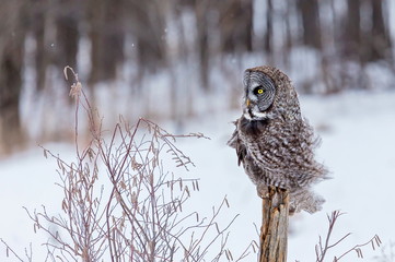 The great grey owl or great gray is a very large bird, documented as the world's largest species of owl by length. Here it is seen searching for prey in Quebec's harsh winter.