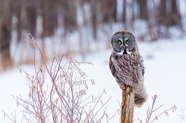 The great grey owl or great gray is a very large bird, documented as the world's largest species of owl by length. Here it is seen searching for prey in Quebec's harsh winter.