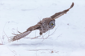 The great grey owl or great gray is a very large bird, documented as the world's largest species of owl by length. Here it is seen searching for prey in Quebec's harsh winter.