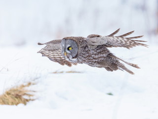The great grey owl or great gray is a very large bird, documented as the world's largest species of owl by length. Here it is seen searching for prey in Quebec's harsh winter.