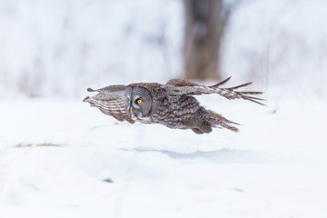 The great grey owl or great gray is a very large bird, documented as the world's largest species of owl by length. Here it is seen searching for prey in Quebec's harsh winter.
