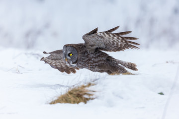 The great grey owl or great gray is a very large bird, documented as the world's largest species of owl by length. Here it is seen searching for prey in Quebec's harsh winter.