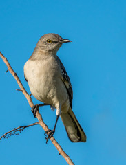 Mockingbird